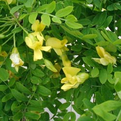 acacia jaune